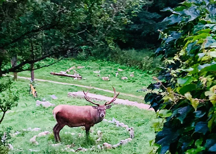 Centra Shambhala 营地 Lucka